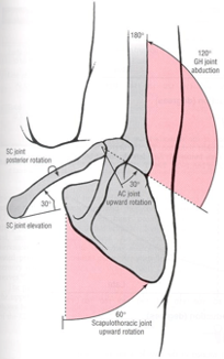 Shoulder Article Picture